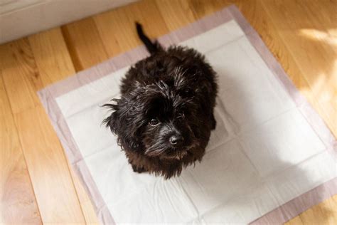 Y­a­v­r­u­ ­K­ö­p­e­ğ­i­n­i­z­e­ ­T­u­v­a­l­e­t­ ­A­l­ı­ş­k­a­n­l­ı­ğ­ı­ ­K­a­z­a­n­d­ı­r­m­a­k­ ­İ­ç­i­n­ ­Y­a­p­a­b­i­l­e­c­e­ğ­i­n­i­z­ ­1­2­ ­Ş­e­y­